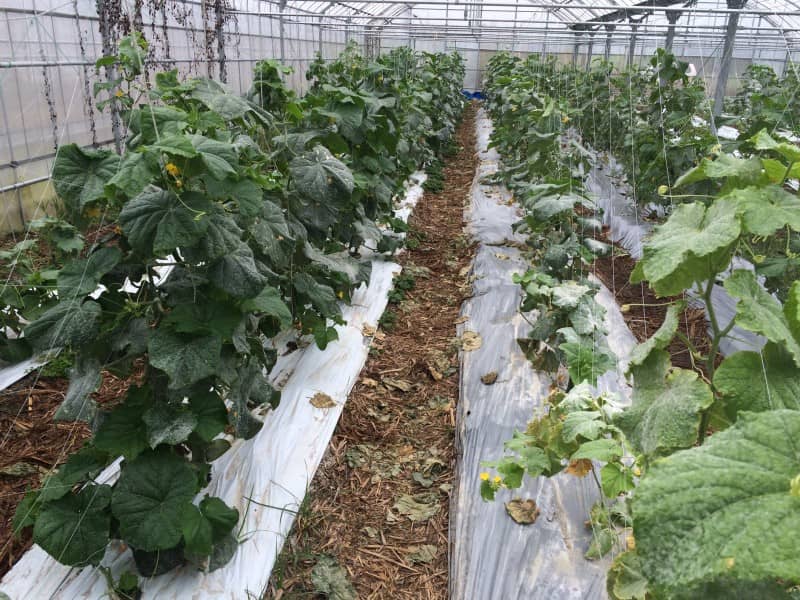 キュウリの収穫作業 プログラミングと沖縄の農業について考える元農家のブログ