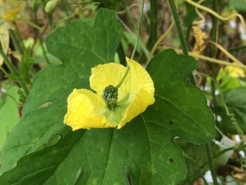 ゴーヤーの受粉作業と雄花 雌花 オカマ花 プログラミングと沖縄の農業について考える元農家のブログ