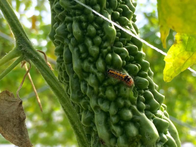 ゴーヤーに集まる昆虫 益虫と害虫 プログラミングと沖縄の農業について考える元農家のブログ