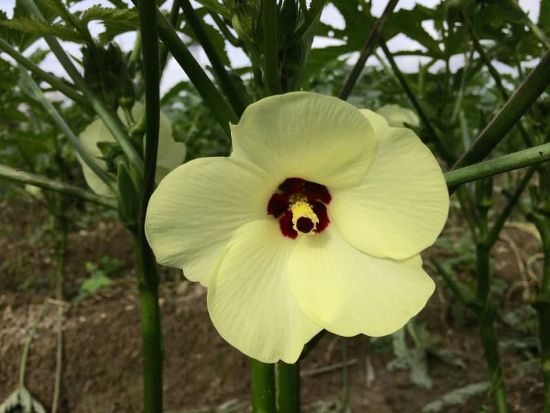 オクラの発芽と花の咲き方 プログラミングと沖縄の農業について考える元農家のブログ