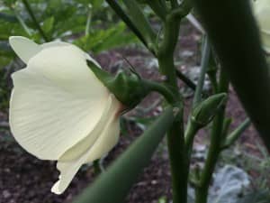 オクラの花のガクは、結実したオクラと同じ形をしている
