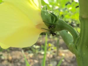 オクラの花の蜜に集まるアリ