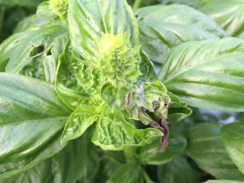 バジルの収穫作業と害虫発生の予感 プログラミングと沖縄の農業について考える元農家のブログ