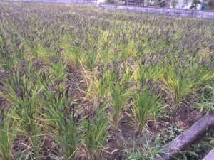 古代米の圃場