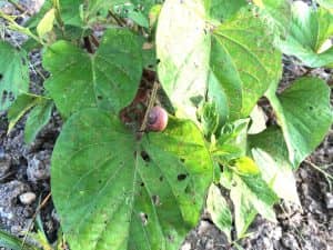 サツマイモの葉を食べるカタツムリ