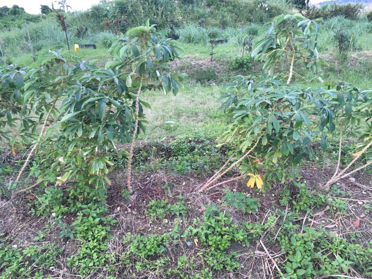 7ヶ月栽培したキャッサバ。倒伏した株はそのまま放任