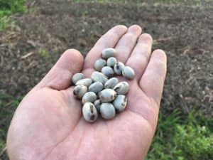 ムクナ豆を播種