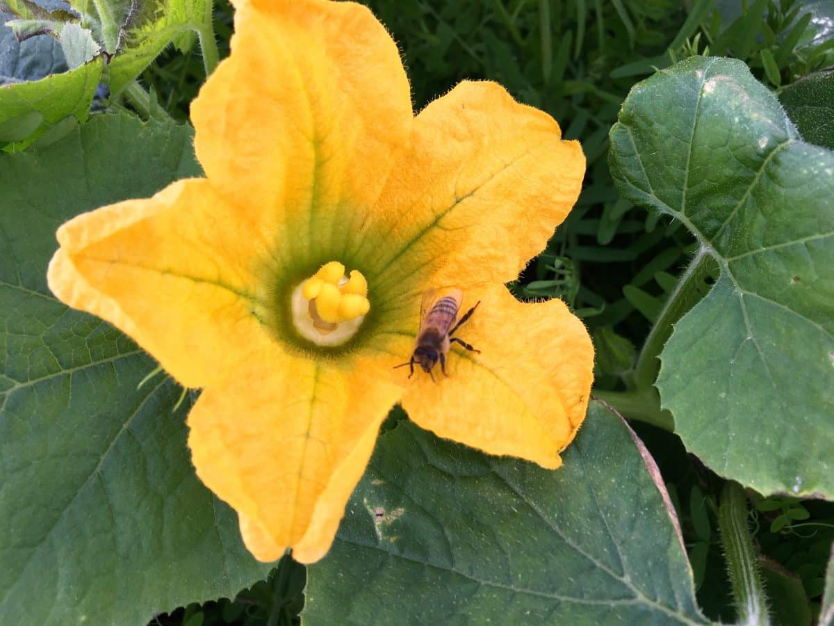 カボチャ金糸瓜の雌花にミツバチがとまっている