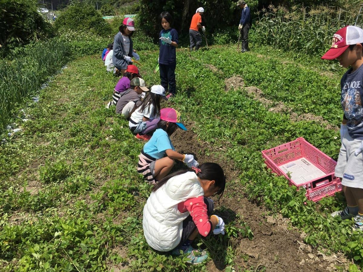 子供たちのジャガイモ収穫体験